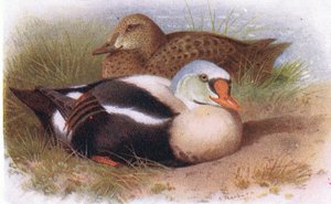 Eider à tête grise